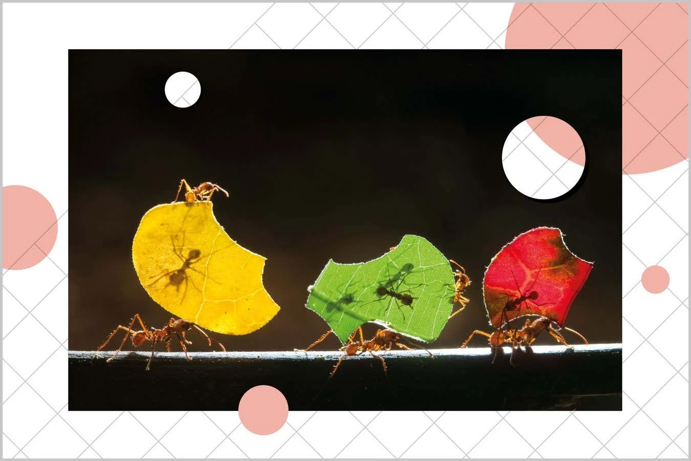 Why you should assume that even the simplest animals are conscious