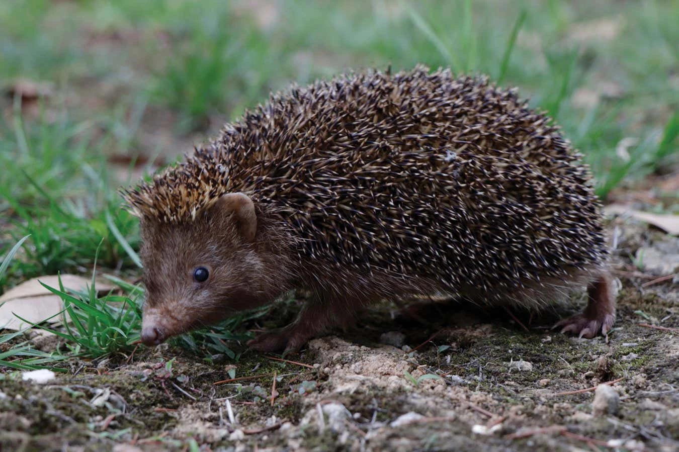 Unusual dark hedgehog from eastern China is new to science