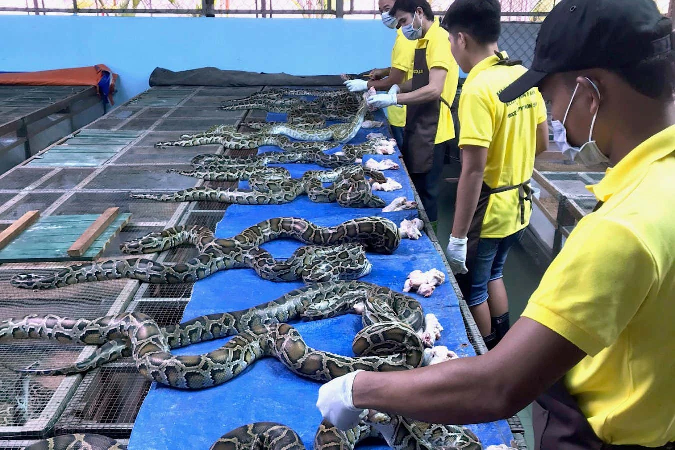 Should everyone start eating snakes to save the planet?