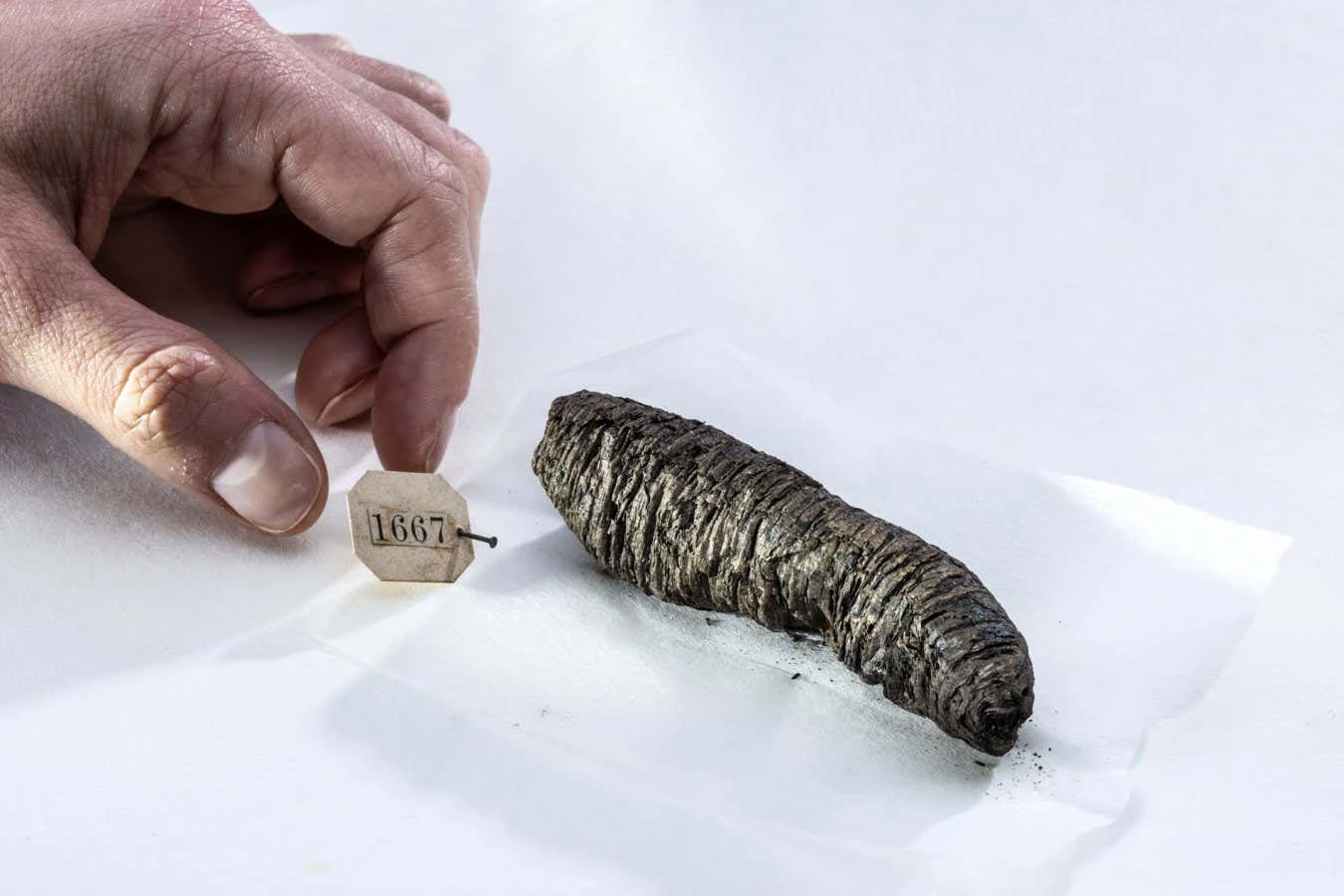Lost books by ancient philosophers recovered from 'unreadable' scrolls
