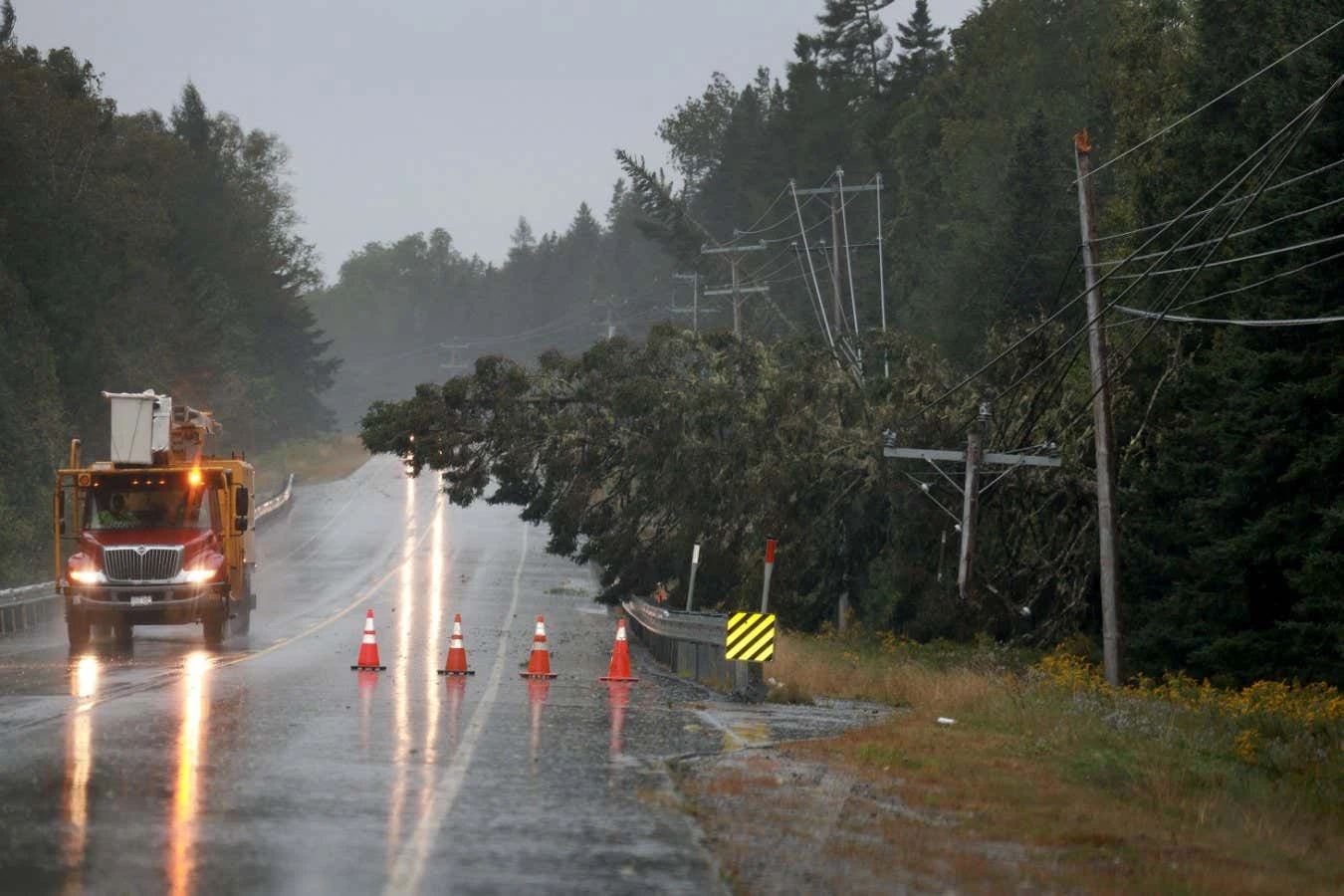 Hurricane damage to forests could release huge amount of stored carbon