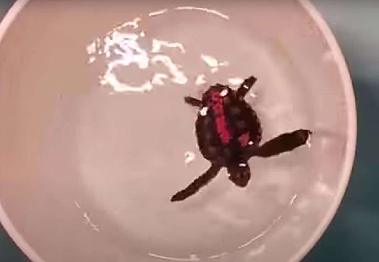 Dancing turtles help us understand how they navigate around the world