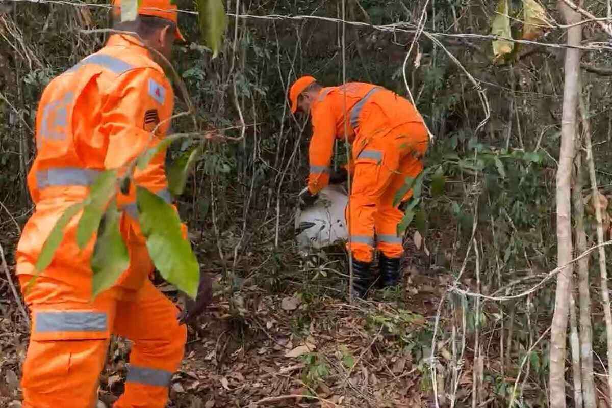 Bombeiros resgatam macaco em terraÃ§o de prÃ©dio comercial em Minas