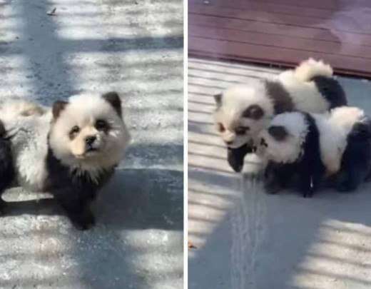 Cachorros viram pandas em zoolÃ³gico na China