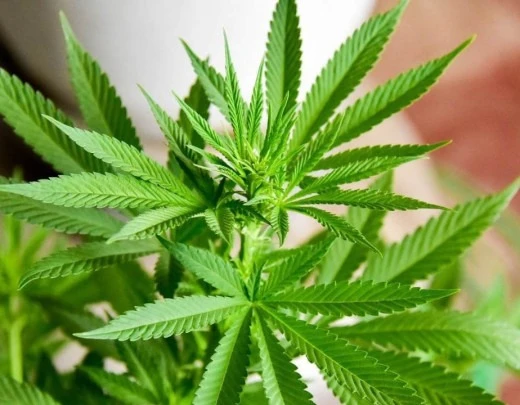 RelatÃ³rio da ONU aponta que maconha Ã© a droga mais usada no mundo