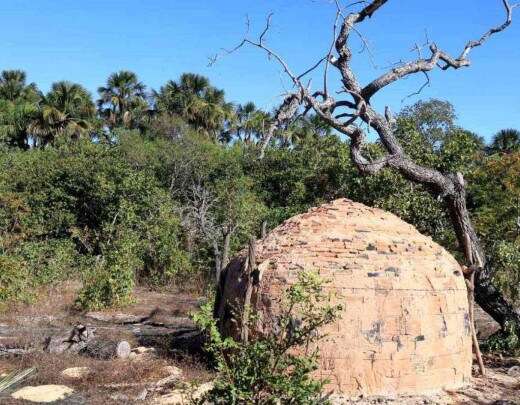 Mesmo com megaplantaÃ§Ãµes de eucalipto, cerrado segue virando carvÃ£o em MG