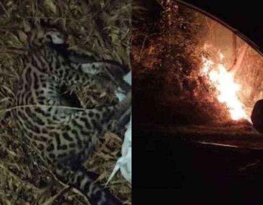 Jaguatirica morre atropelada ao fugir de queimada em Ouro Preto