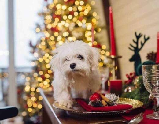 Pets na ceia de Natal? Cuidados alimentares com cÃ£es e gatos nas festas