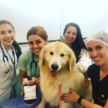 Banco de sangue de animais da UFMG estÃ¡ quase vazio