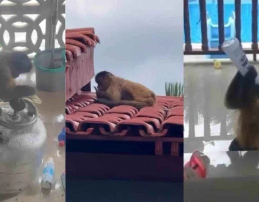 VÃ­deo: macaco invade casa, tenta abrir botijÃ£o de gÃ¡s e bebe Ã¡lcool em gel