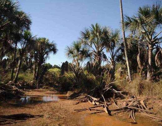 Minas Gerais sofre com municÃ­pios com a seca mais crÃ­tica; saiba quais sÃ£o