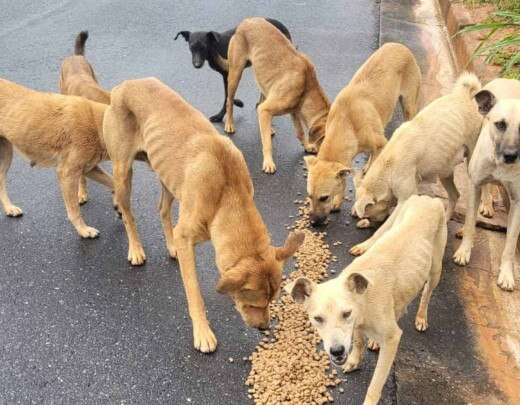 Moradores de condomÃ­nio reclamam de fluxo de cÃ£es e ativistas protestam