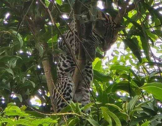 Mulher 'convive' com jaguatirica no quintal de casa em cidade mineira