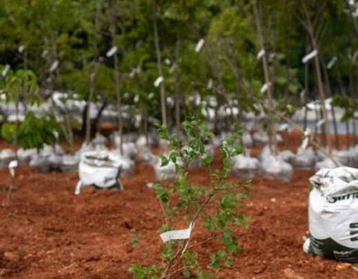 Cervejaria holandesa cria 'floresta em miniatura' em Belo Horizonte