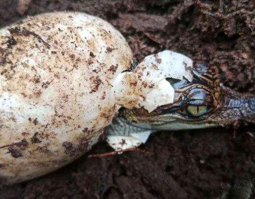 A espÃ©cie de crocodilo que voltou da beira da extinÃ§Ã£o