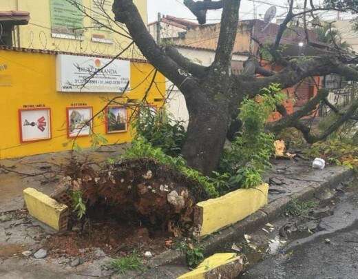 Chuva na Grande BH: bombeiros registram 15 quedas de Ã¡rvores em 24 horas