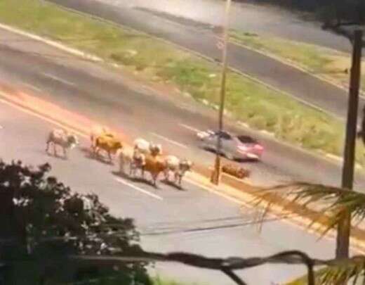 Boiada solta no Anel RodoviÃ¡rio de BH causa tumulto e revolta