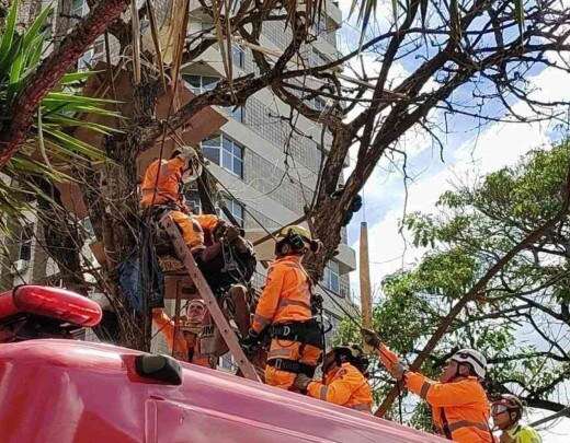 PBH derruba Ã¡rvore transformada em abrigo por morador de rua