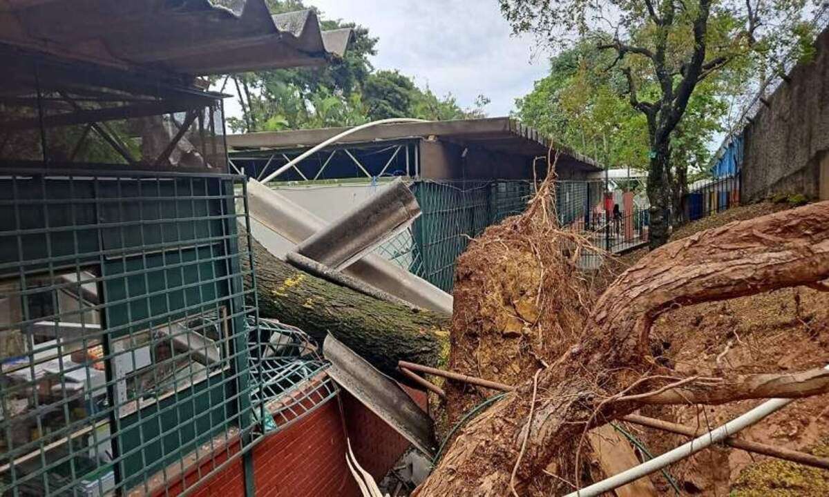 BH: trÃªs Ã¡rvores caem em escola, mas votaÃ§Ã£o prossegue no local