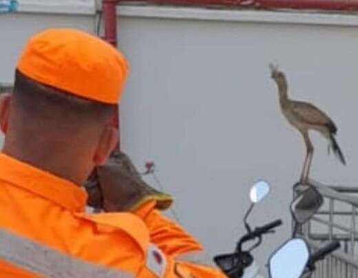 MG: seriema invade lojas e causa tumulto em Alfenas