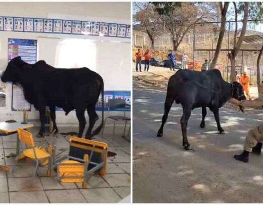 VÃ­deo: boi invade escola, entra em sala de aula e deixa feridos em Minas