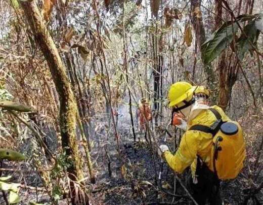 Chamas encurralam animais e deixam rastro de morte e 