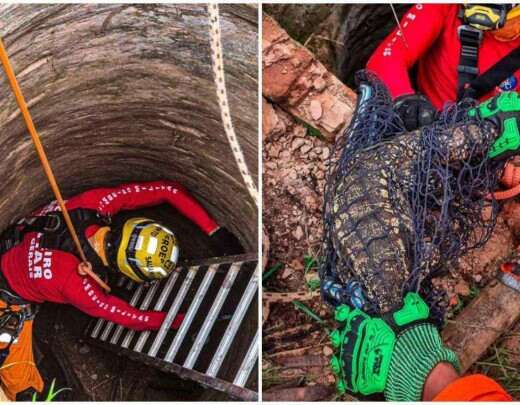 Bombeiros sÃ£o chamados para resgatar jacarÃ© e acham lagarto de grande porte