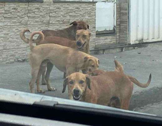 Cachorros abandonados causam caos em BH; mulher com crianÃ§a Ã© atacada