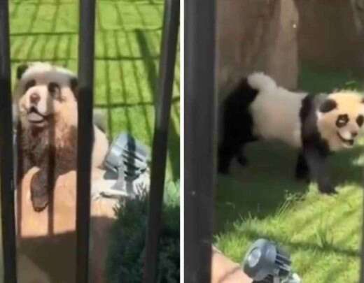 ZoolÃ³gico pinta cachorros para parecerem ursos panda