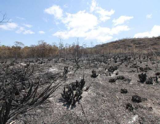 Cerrado: incÃªndios provocados sÃ£o desafios em bioma que evoluiu com fogo