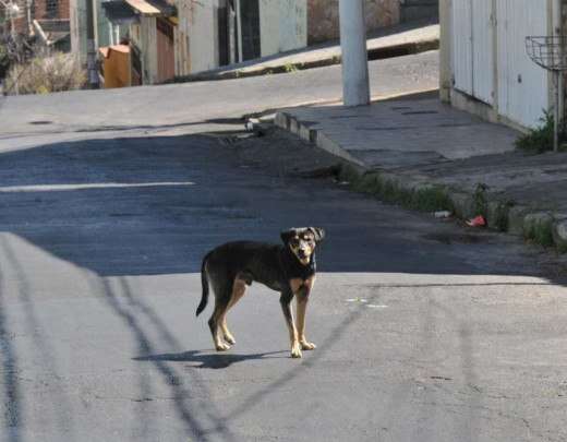 MP instaura aÃ§Ã£o civil para controle de animais de rua em municÃ­pio mineiro