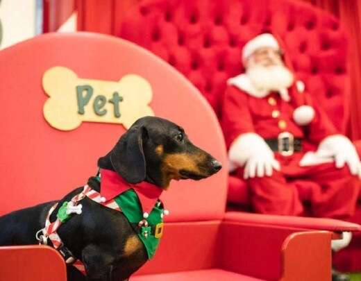 Shopping de BH promove evento de Natal para pets neste sÃ¡bado (14/12)