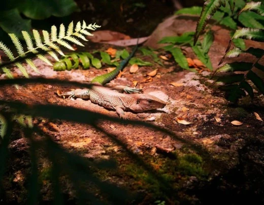 Por que alguns animais tÃªm 'partos virgens'