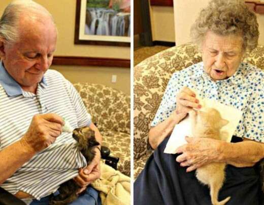 Gatinhos resgatados ajudam idosos com Alzheimer e demÃªncia em asilo