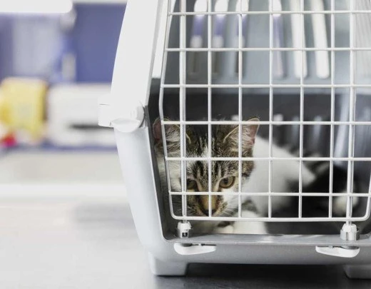 CÃ¢mara aprova projeto que libera animais em Ã´nibus de Belo Horizonte