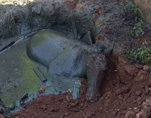 Ãgua cai em fossa de fazenda e bombeiros resgatam o animal