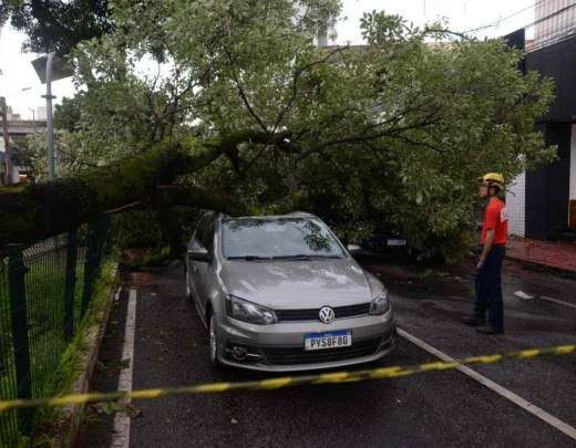 BH: Ã¡rvore de grande porte tomba, atinge dois carros e fecha avenida