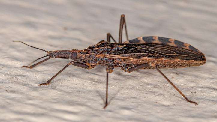 AntiparasitÃ¡rios podem ser usados em fase crÃ´nica da doenÃ§a de Chagas