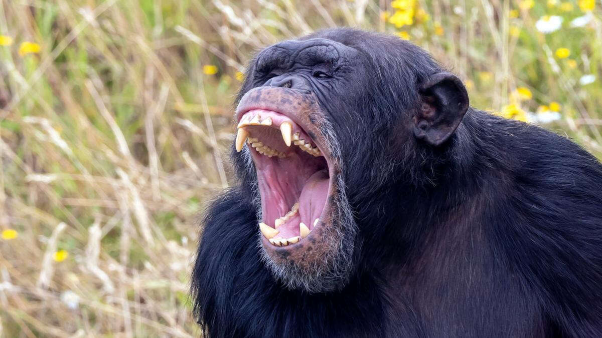 Horror as ‘intelligent’ chimp snatches, kills human baby