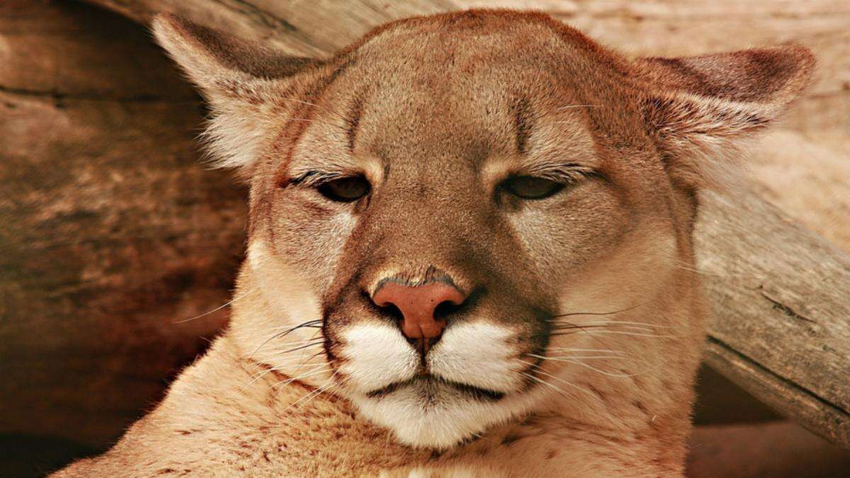 Horror as child snatched by lion at picnic