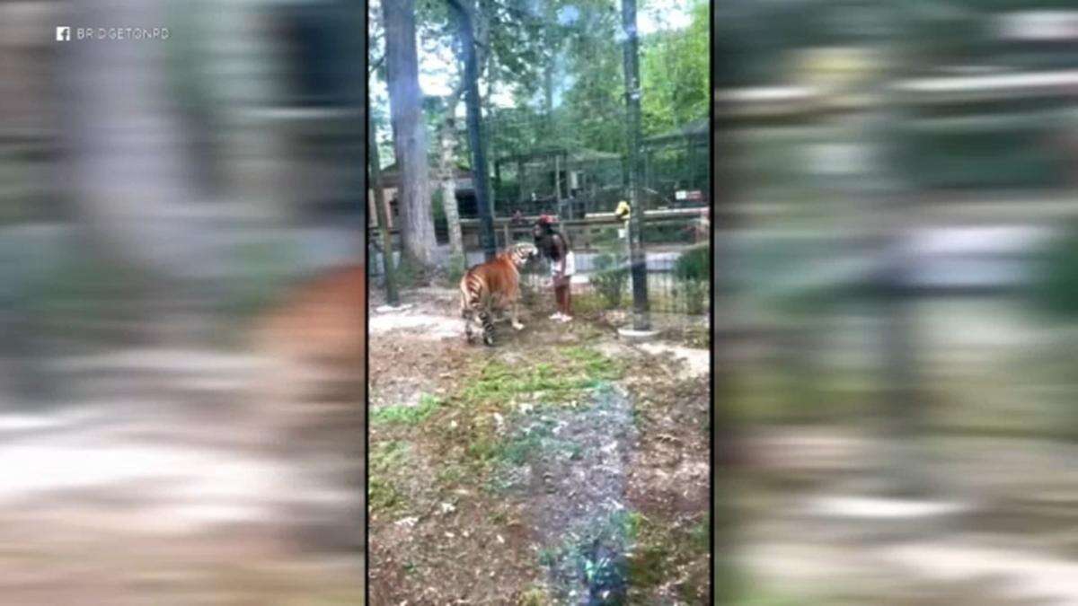 Zoo horror as woman jumps into tiger enclosure