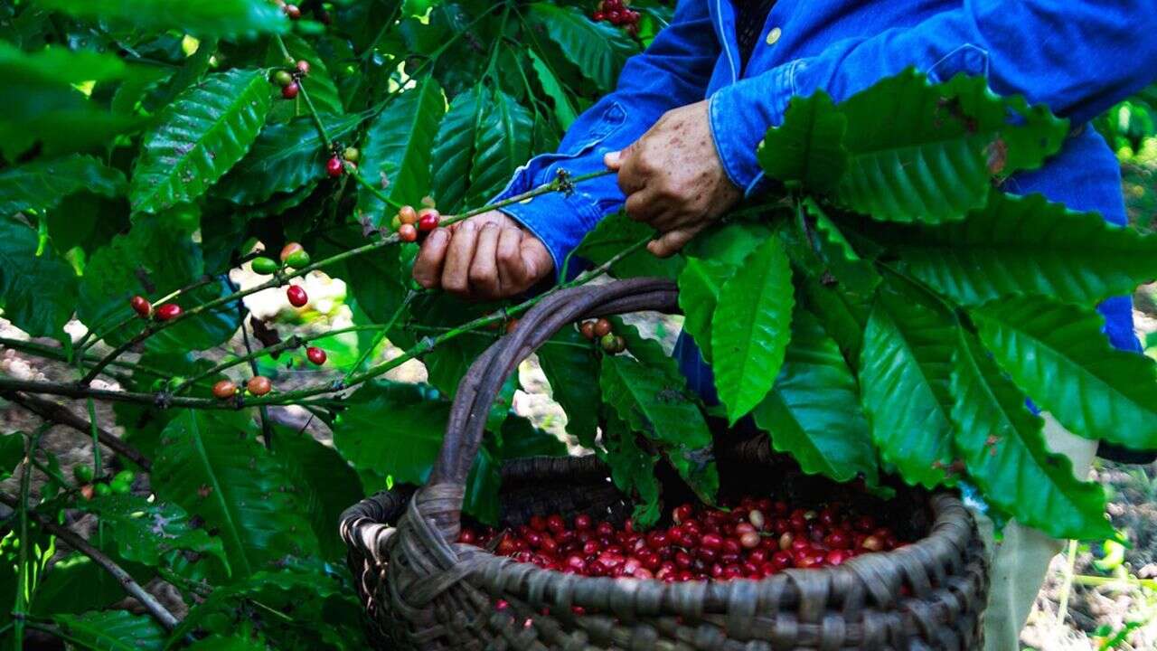 Comment Lavazza tente de faire revivre le café à Cuba