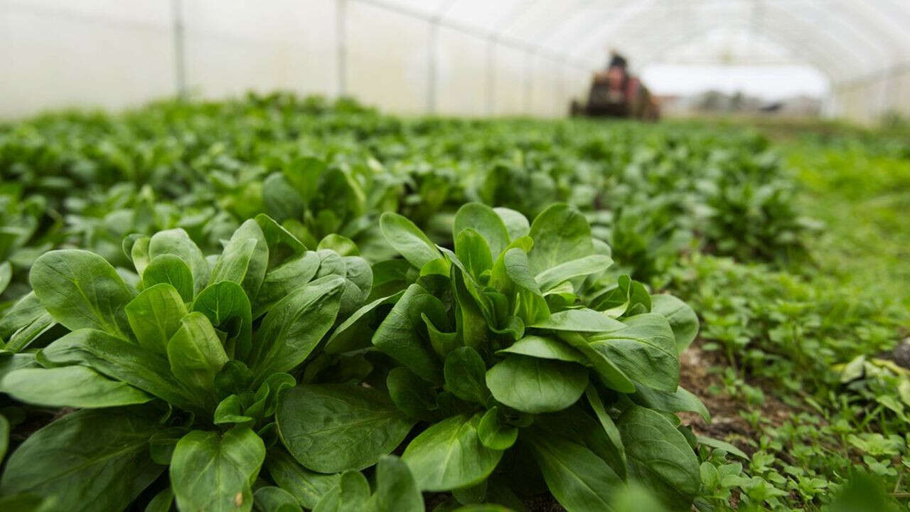 Agriculture : le « pacte » du gouvernement pour capter les nouvelles générations