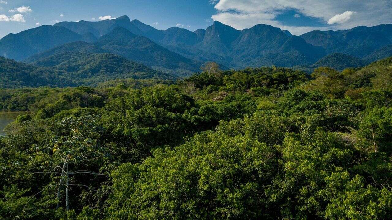 Opinion | COP : la forêt qui cache le climat