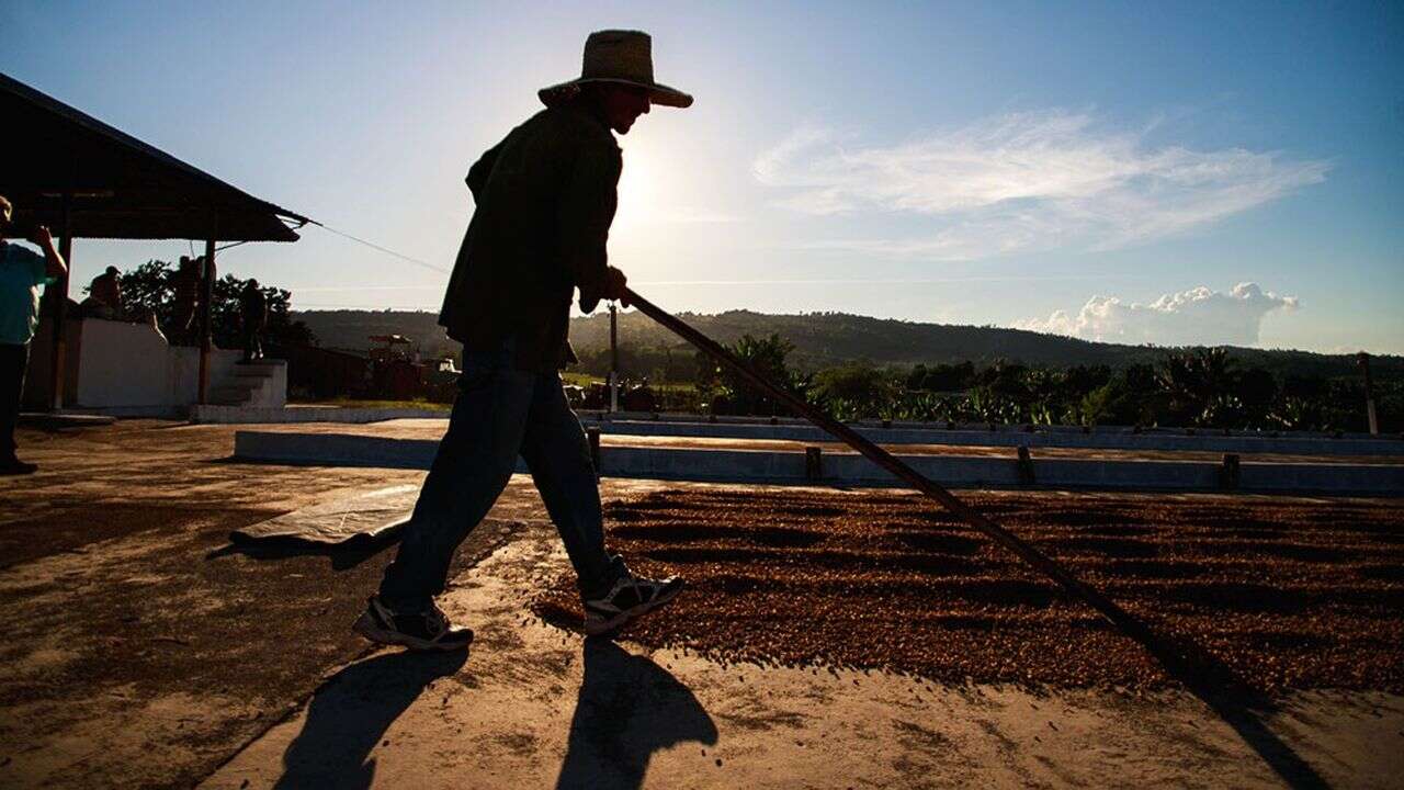 « Après avoir été le plus gros producteur de café au monde, Cuba est contraint d'en importer aujourd'hui »