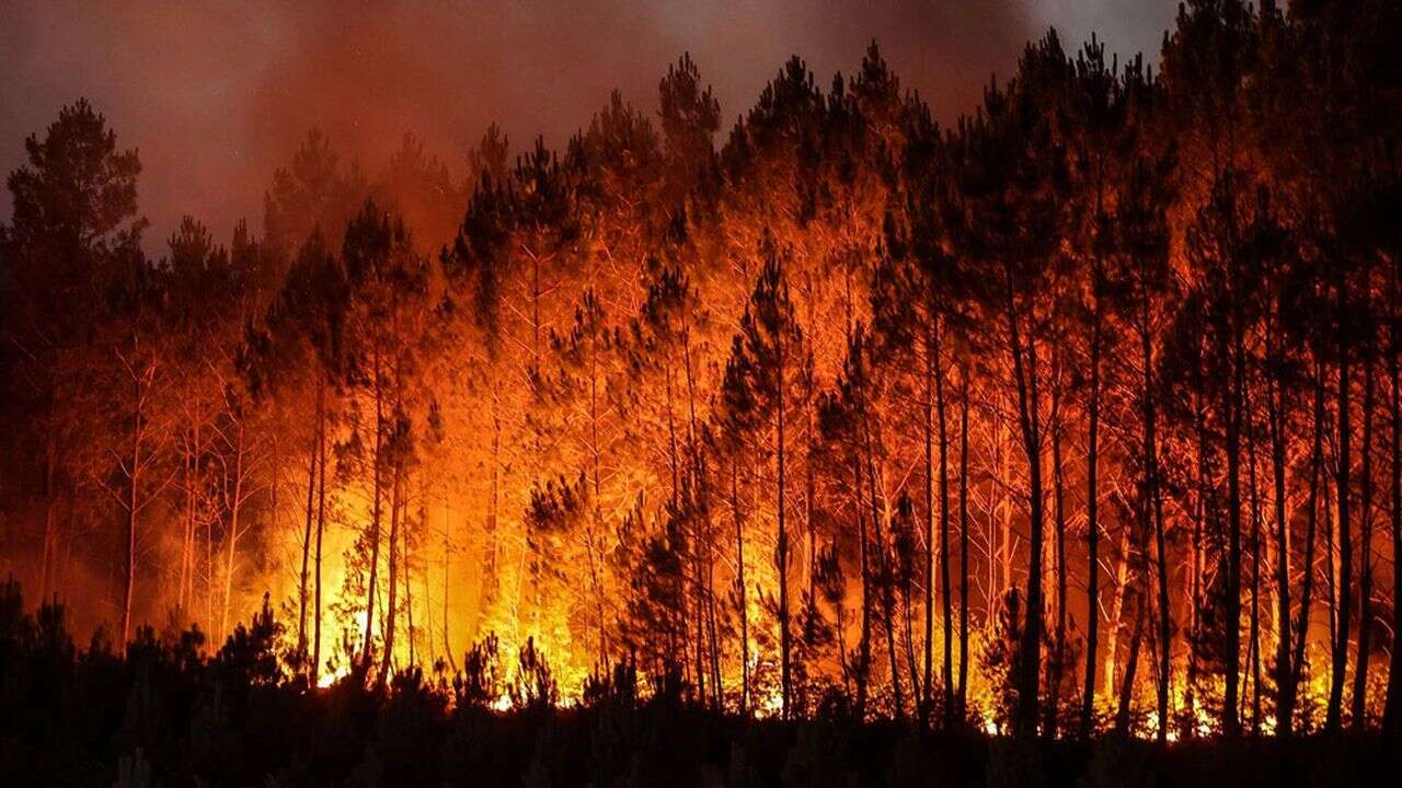 Climat : les forêts françaises, un stock de carbone menacé par les feux