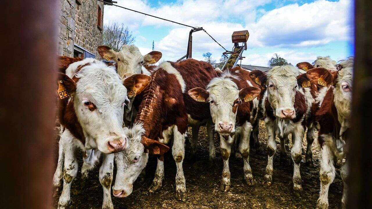 Les coopératives réclament une hausse du prix du lait pour se décarboner