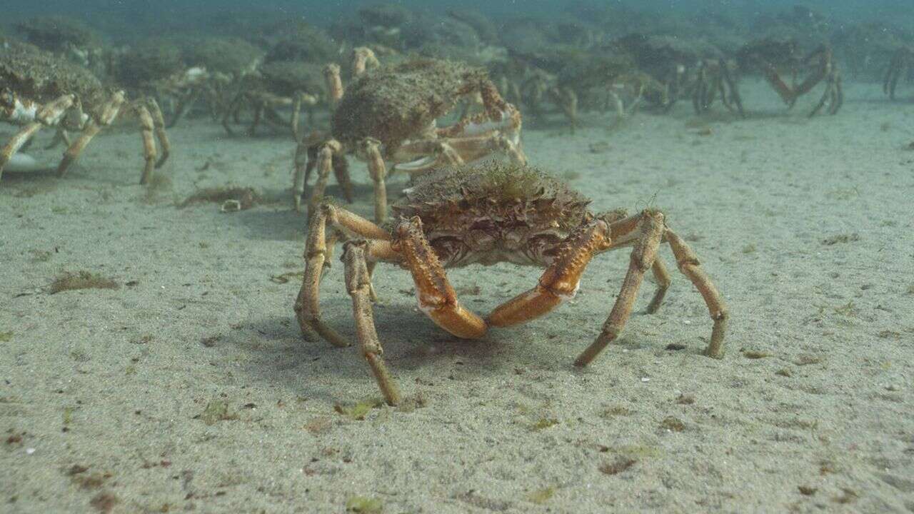 L'araignée de mer, le fléau des mytiliculteurs des Côtes-d'Armor