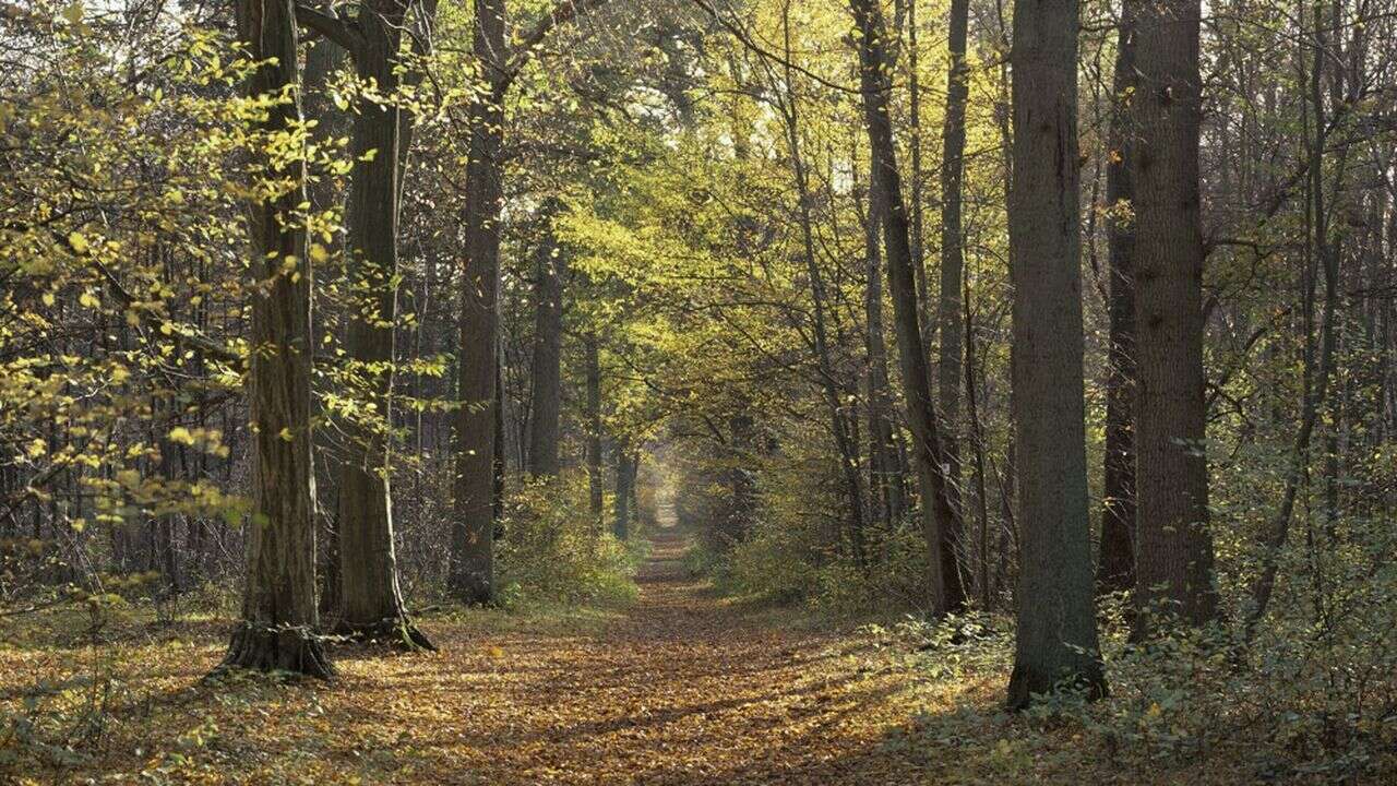 La forêt de Chantilly, laboratoire de l'adaptation au réchauffement climatique