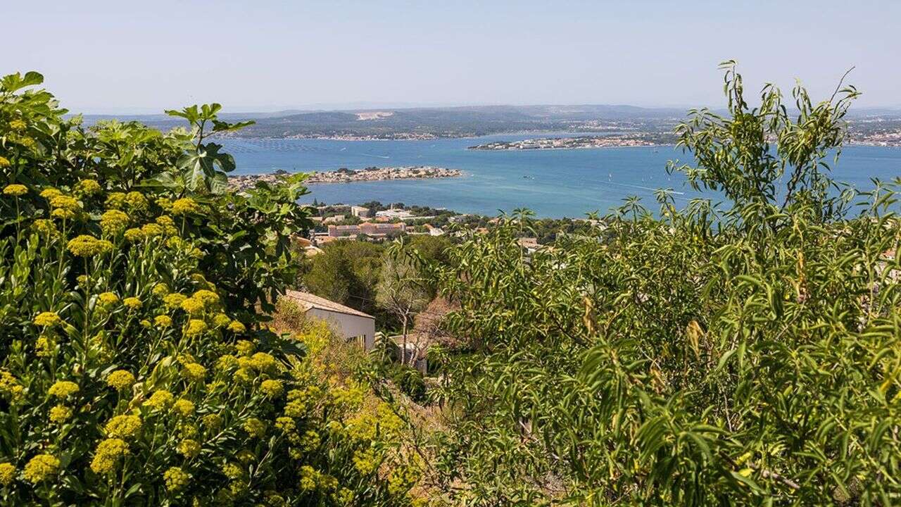 Comment la nature reprend ses droits sur la côte sétoise